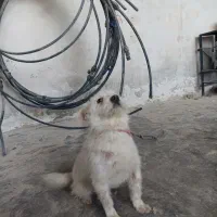 سگ‌ فروش فوری