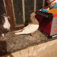 کبوتر شهری|پرنده|طسوج, |دیوار