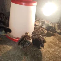 جوجه بوقلمون 1ماهه نژادبرنز آمریکایی|حیوانات مزرعه|کرمان, |دیوار