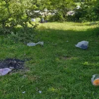 خوراک دام یونجه برای گوسفند