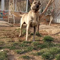 سگ سرابی نر سه سال