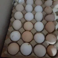 فروش تخم مرغ