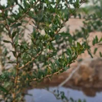 زمین در شاهین شهر با سند تک برگ و اقساط