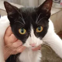 واگذاری رایگان گربه