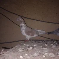 کبوتر|پرنده|مسجد سلیمان, |دیوار