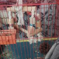 عروس هلندی|پرنده|دوتپه, |دیوار