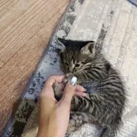 واگذاری گربه ۵ عدد ب صورت جدا یاچندتایی|گربه|پاکدشت, پاکدشت (مامازند)|دیوار