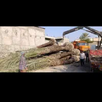 فروش نخل خرما بلندوچندمتری|گل و گیاه طبیعی|چابهار, |دیوار