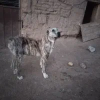 سگ گوسفندی|سگ|نوده انقلاب, |دیوار