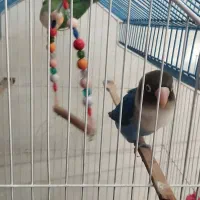 طوطی برزیلی