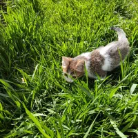 واگذاری گربه خانگی