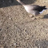 پرنده
