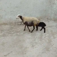 ۱عدد میش بره جوان سالم