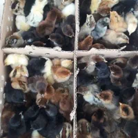 جوجه محلی|حیوانات مزرعه|شوشتر, |دیوار