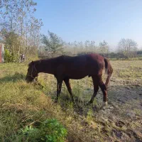 ۱عدد اسب نریان نژاد ۲رگ به همراه ۱عدد بز ماده|اسب و تجهیزات اسب‌سواری|آستانه اشرفیه, |دیوار