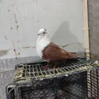 سرخ کله سفید|پرنده|سبزوار, جوادیه غربی|دیوار