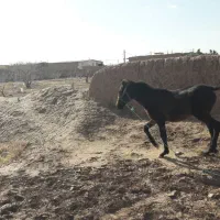 کره اسب|اسب و تجهیزات اسب‌سواری|رفسنجان, |دیوار