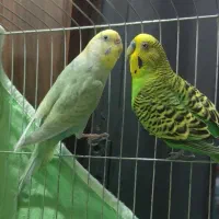 دو مرغ عشق جفت شده آماده تخم گذاری