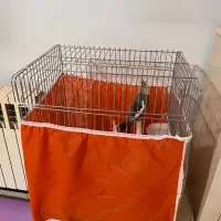 عروس هلندی نر|پرنده|ری, ولی آباد|دیوار