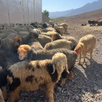 فروش گله میش