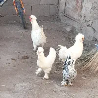 مرغ وخروس سلطان|حیوانات مزرعه|مرند, |دیوار