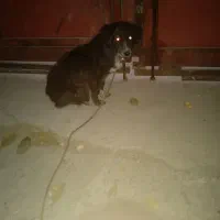 حیوانات خانگی|سگ|کرمانشاه, |دیوار