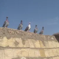 ۵تا حیون غریبه ماده