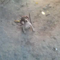 توله دنبلانی