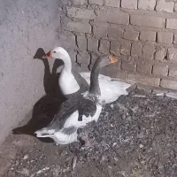 غاز نرو ماده