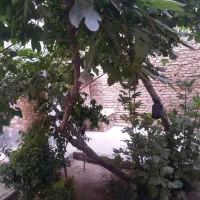 منزل-ویلایی-حیاط-دار
