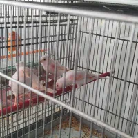 قناری ماده موزاییکی سرخ اورجینال|پرنده|کرمانشاه, |دیوار