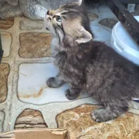 واگذاری سه تا بچه گربه