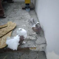 فروش|پرنده|گنبد کاووس, |دیوار