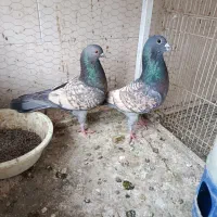 کبوتر پرشی کفتر یاهو