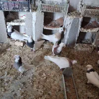 طوقی|پرنده|باغ ملک, |دیوار