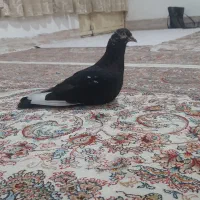 کبوتر|پرنده|سبزوار, کهنه آب|دیوار