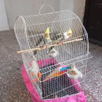 طوطی عروس