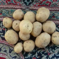 سیب زمینی|خوردنی و آشامیدنی|بهار, |دیوار