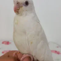 جوجه عروس هلندی|پرنده|گرمسار, |دیوار