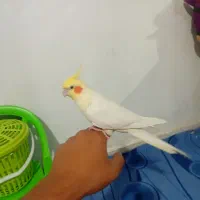 عروس هلندی سخنگو|پرنده|بروجرد, |دیوار