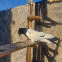 کله ای سیاه نر وماده