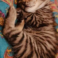 واگذاری رایگان بچه گربه