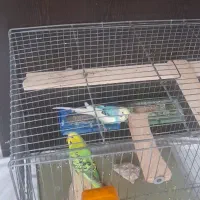 مرغ عشق|پرنده|رباط‌کریم, شهرک والفجر|دیوار