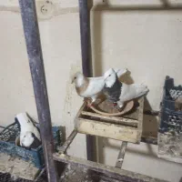 کبوترطوقی|پرنده|هرسین, |دیوار