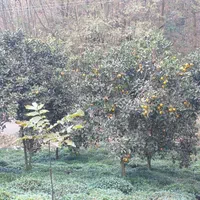 باغ 1000 متری مشجر لب رودخانه|فروش زمین و ملک کلنگی|رانکوه, |دیوار