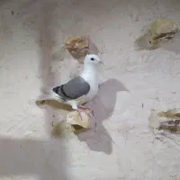 کفتر