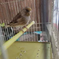 سهره قناری نر|پرنده|ملایر, |دیوار