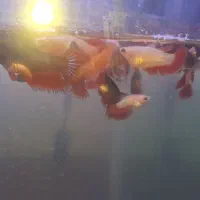 فایتر|ماهی|رشت, نظری|دیوار