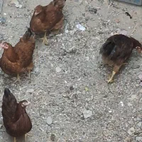 فروش مرغ تخم گذار