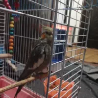 عروس هلندی|پرنده|جیرفت, |دیوار